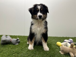 Australische Herder teefje 006983747