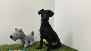 Crossbreed Dachshund x Yorkshire Terrier male Puppy for sale 006983755