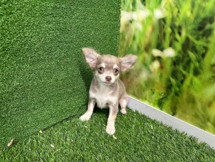 Chihuahua reu 007556610