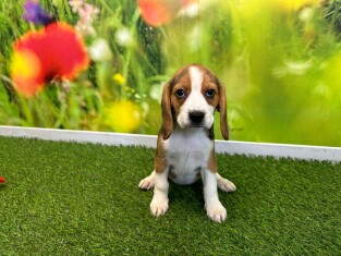 Beagle femelle Chiot à vendre 007556612