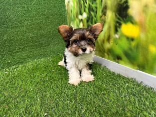 Biewer yorkshire terrier male Puppy for sale 007950977