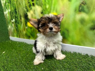 Biewer yorkshire terrier male Puppy for sale 007950978