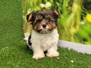 Biewer yorkshire terrier male Puppy for sale 007950980