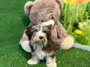 Havanese male Puppy for sale 007995983
