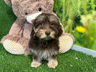 Havanese female Puppy for sale 007995989