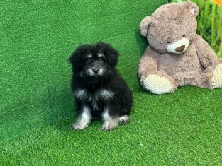 Crossbreed Poodle x Boomer male 007995995