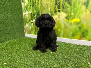 Crossbreed Poodle x Mix male Puppy for sale 007996087
