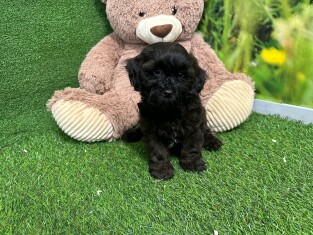 Crossbreed Poodle x Mix male Puppy for sale 007996090