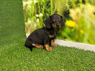 Dachshund male Puppy for sale 007996092