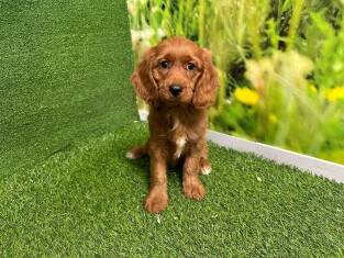 Cavapoo female Puppy for sale 007996095