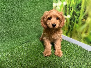 Cavapoo female Puppy for sale 007996096