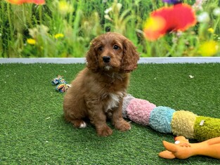 Cavapoo male Puppy for sale 007996097