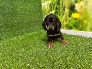 Dachshund male Puppy for sale 007996099