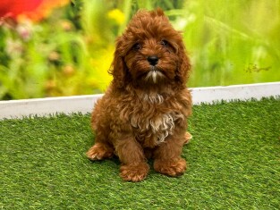 Cavapoo female Puppy for sale 007996143