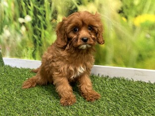 Cavapoo male Puppy for sale 007996241