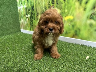 Cavapoo male Puppy for sale 007996249