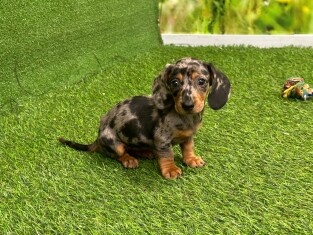 Dachshund female Puppy for sale 007996281