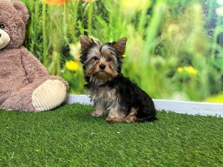 Yorkshire Terrier teefje 007996332
