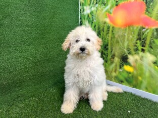 Goldendoodle teefje 007996335