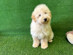 Goldendoodle teefje 007996339