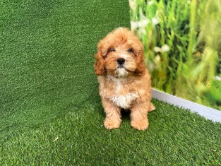 Cavapoo male Puppy for sale 007996366