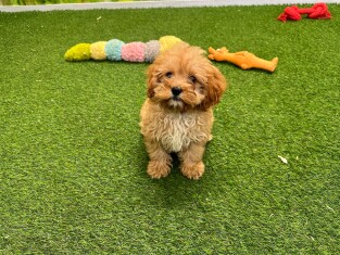 Cavapoo male Puppy for sale 007996369