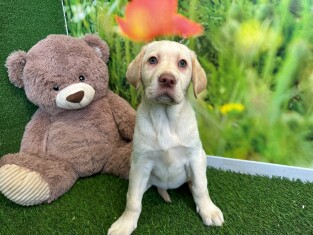 Labrador Retriever female Puppy for sale 007996370