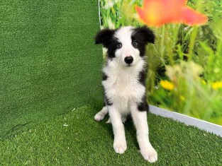 Border Collie male Puppy for sale 007996406