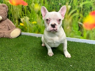 French Bulldog male Puppy for sale 007996409