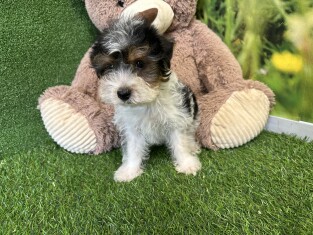 Biewer yorkshire terrier male Puppy for sale 007996449