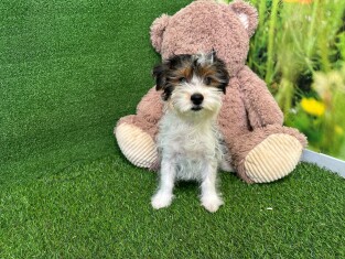 Biewer yorkshire terrier male Puppy for sale 007996449