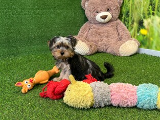 Yorkshire Terrier teefje Puppy te koop 007996461