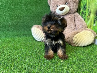 Yorkshire Terrier female Puppy for sale 007996462