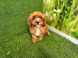 Cavapoo male Puppy for sale 007996463