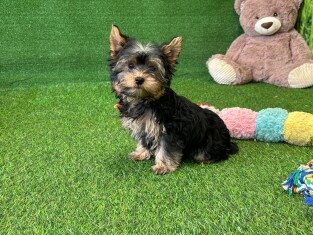 Yorkshire Terrier male Puppy for sale 007996464