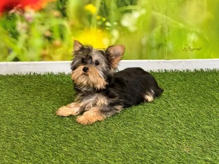 Yorkshire Terrier teefje 007996468