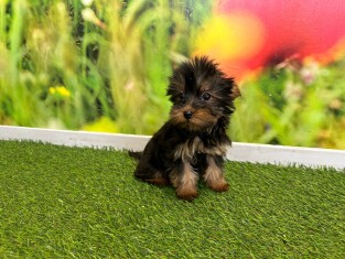 Yorkshire Terrier teefje 007996470