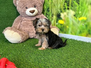 Yorkshire Terrier male 007996472