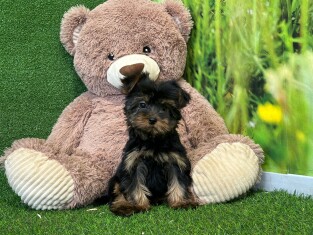 Yorkshire Terrier female Puppy for sale 007996477