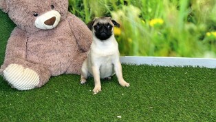 Pug female Puppy for sale 007996478
