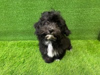 Maltipoo Puppy for sale