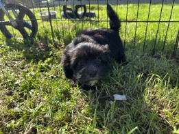 Havanezer reu Puppy te koop 010334837