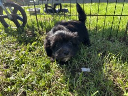 Havanese Puppy for sale