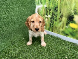 Engelse Cocker Spaniel reu Puppy te koop 010334861