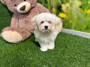 Maltese male Puppy for sale 010334895