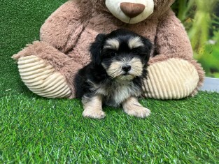 Bichon Havanais male 010334942