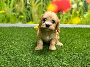 Cavapoo reu 010334956