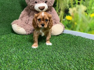 Cavalier King Charles Spaniel male 010334965