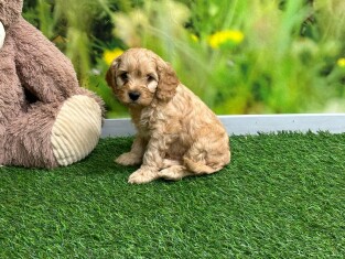 Cavapoo male Puppy for sale 010334966