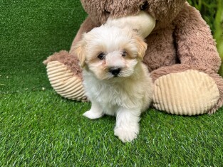 Bichon Havanais male 010334970